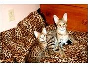 exotic serval,  savannah,  Bob cats,  and Bengal kittens for sale .